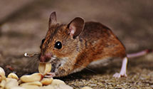 24 Hour & Emergency Exterminators in Erie, PA